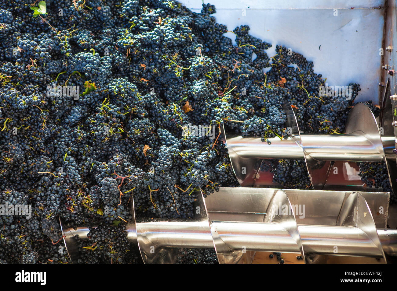 Collecte les raisins noirs de la vigne Banque D'Images