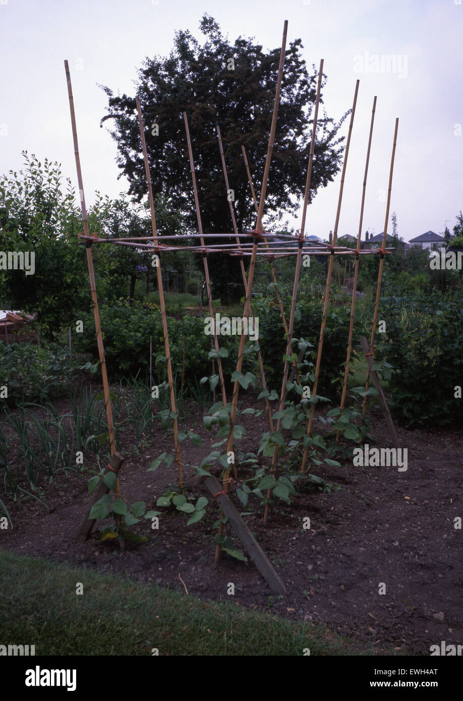 Haricots poussant sur des poteaux, l'attribution, Ealing, London, UK Banque D'Images