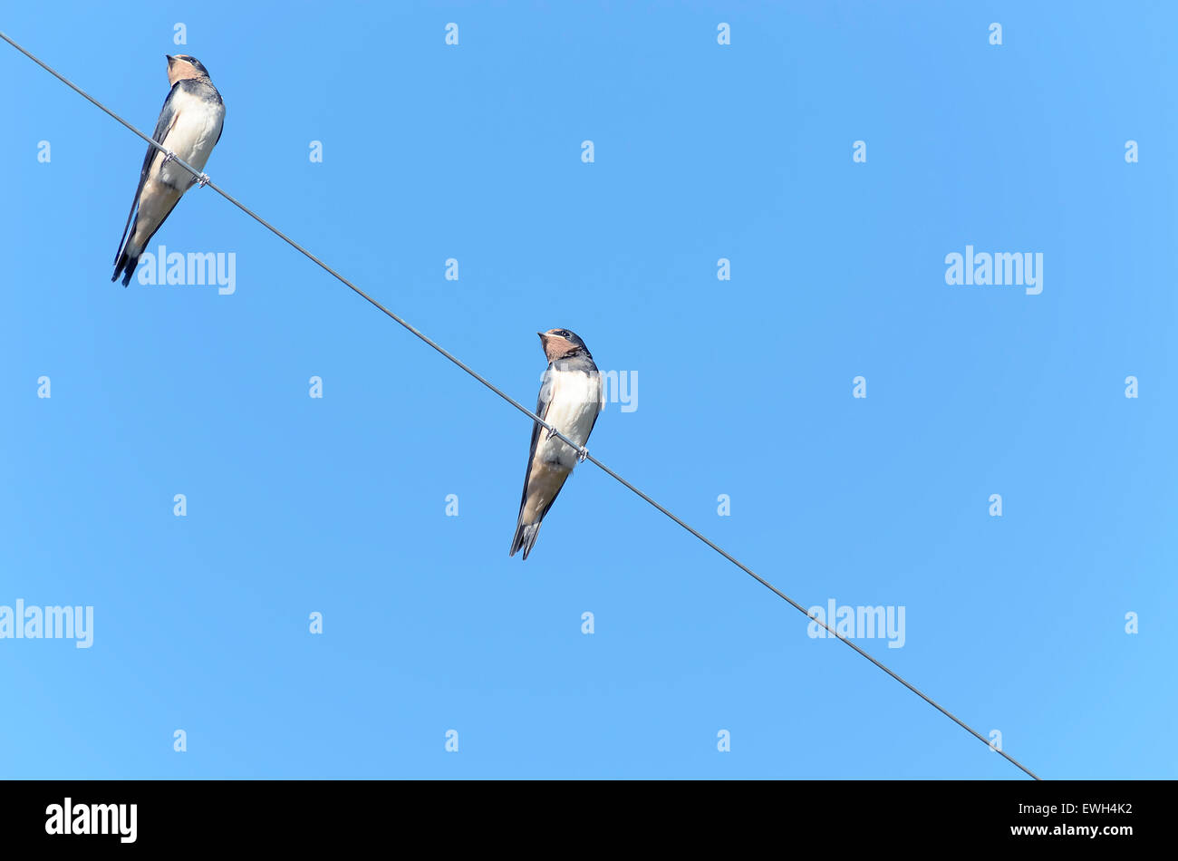 Couple d'hirondelles, sur une ligne électrique. Journée ensoleillée avec ciel bleu. Banque D'Images