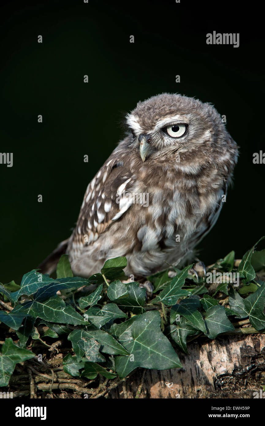 Chouette chevêche (Athene noctua) Banque D'Images