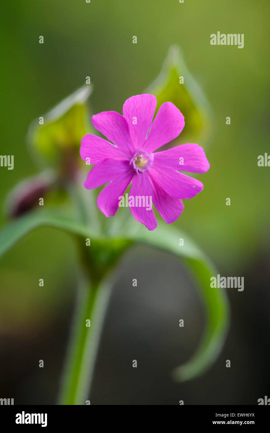 Red Campion, Silene dioica, wildflower, Dumfries et Galloway, Écosse Banque D'Images