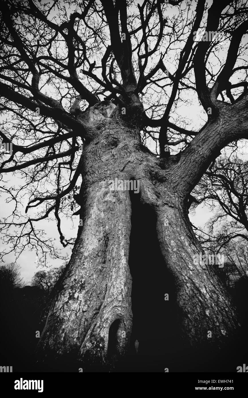 un vieil arbre Banque D'Images