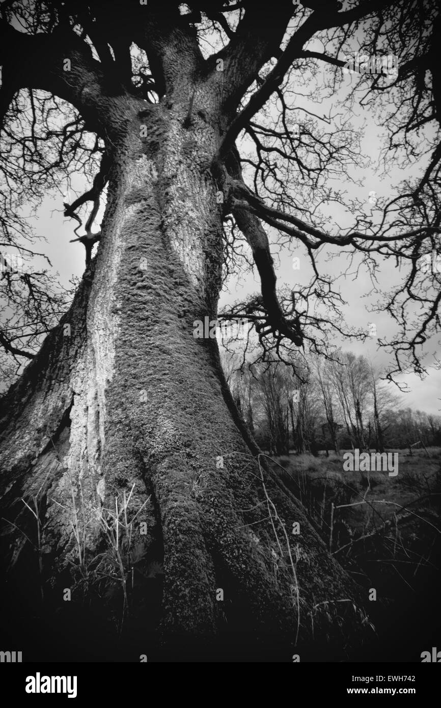 vieil arbre Banque D'Images