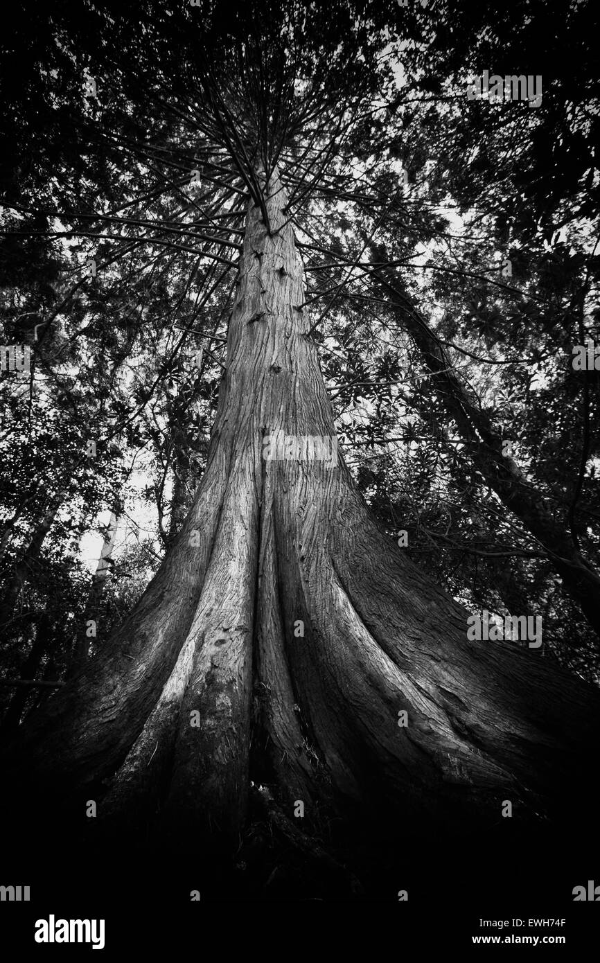 Vue d'un vieil arbre Banque D'Images