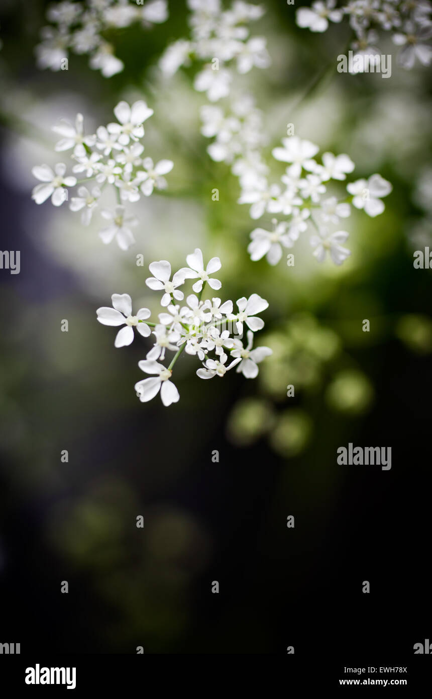 Close up of cow parsley Banque D'Images