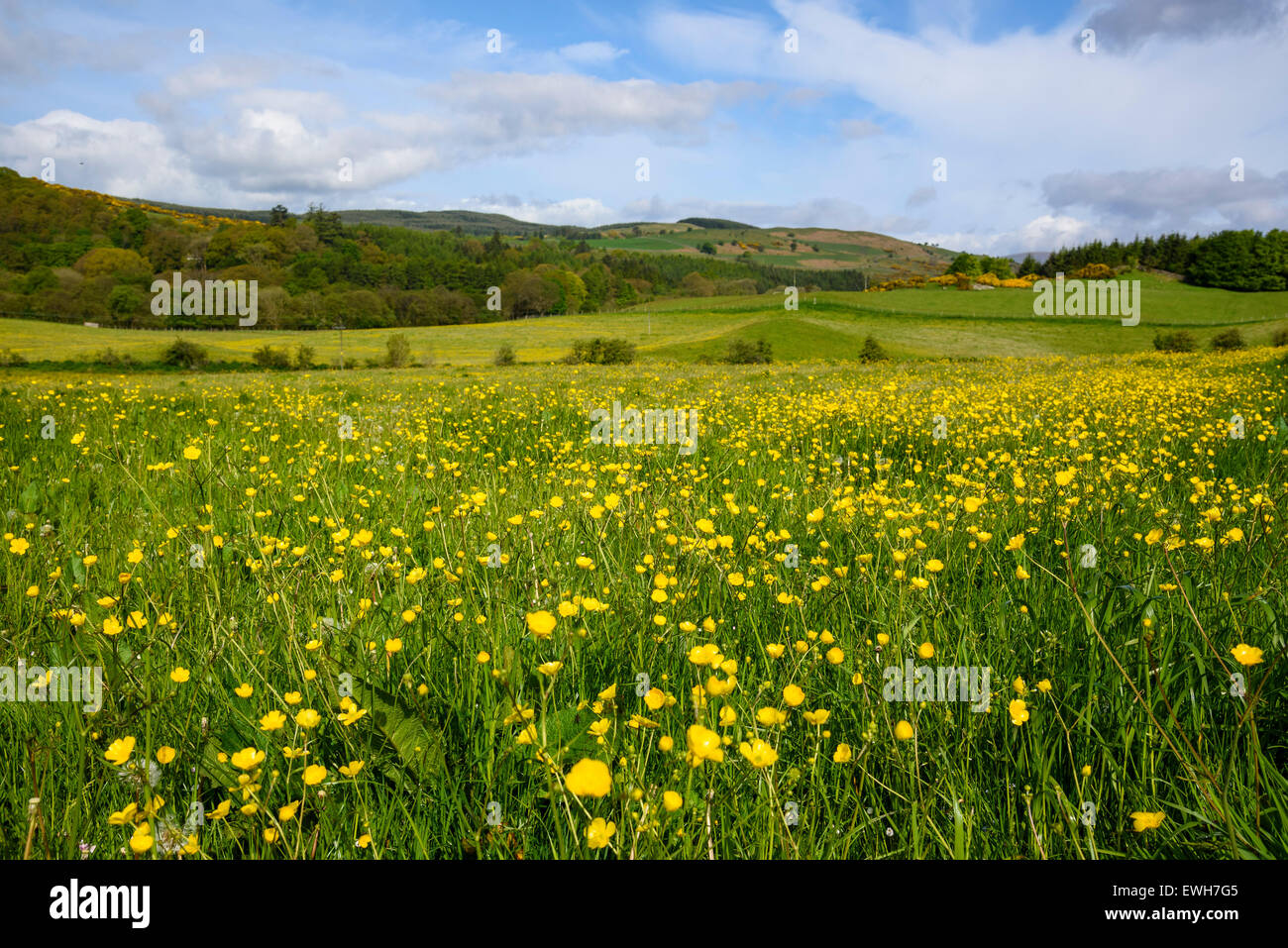 Pré de fleurs sauvages, de la vallée du Parc National Scenic Area, près de Leeds, Dumfries et Galloway, Écosse Banque D'Images