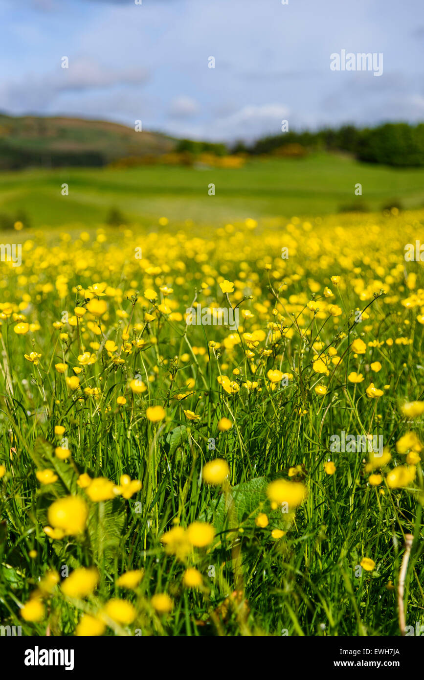 Profondeur de champ - Wildflower meadow, vallée du Parc National Scenic Area, près de Leeds, Dumfries et Galloway, Écosse Banque D'Images