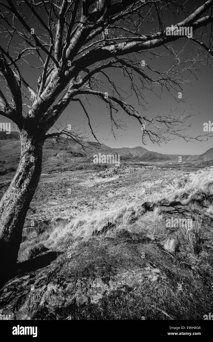 Vue d'un vieil arbre Banque D'Images