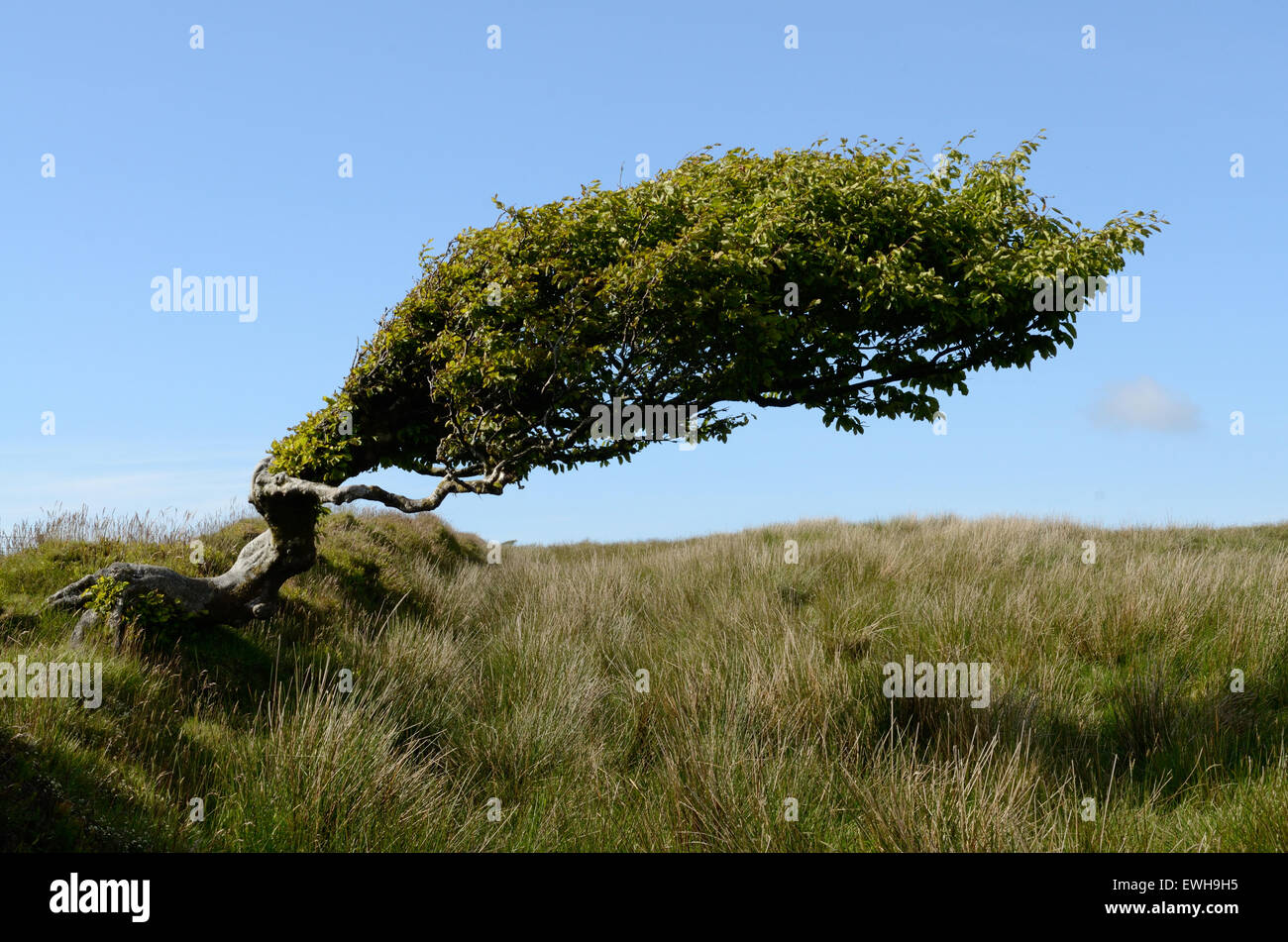 Les hêtres dessinées par le vent contre un ciel bleu Tarka Trail Devon Exmoor National Park Banque D'Images
