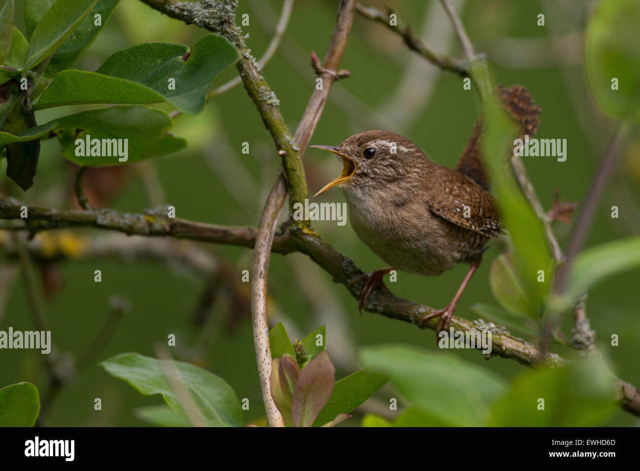 Troglodyte mignon, Zaunkönig, singend, Zaun-König, Troglodytes troglodytes Troglodyte mignon, le Banque D'Images