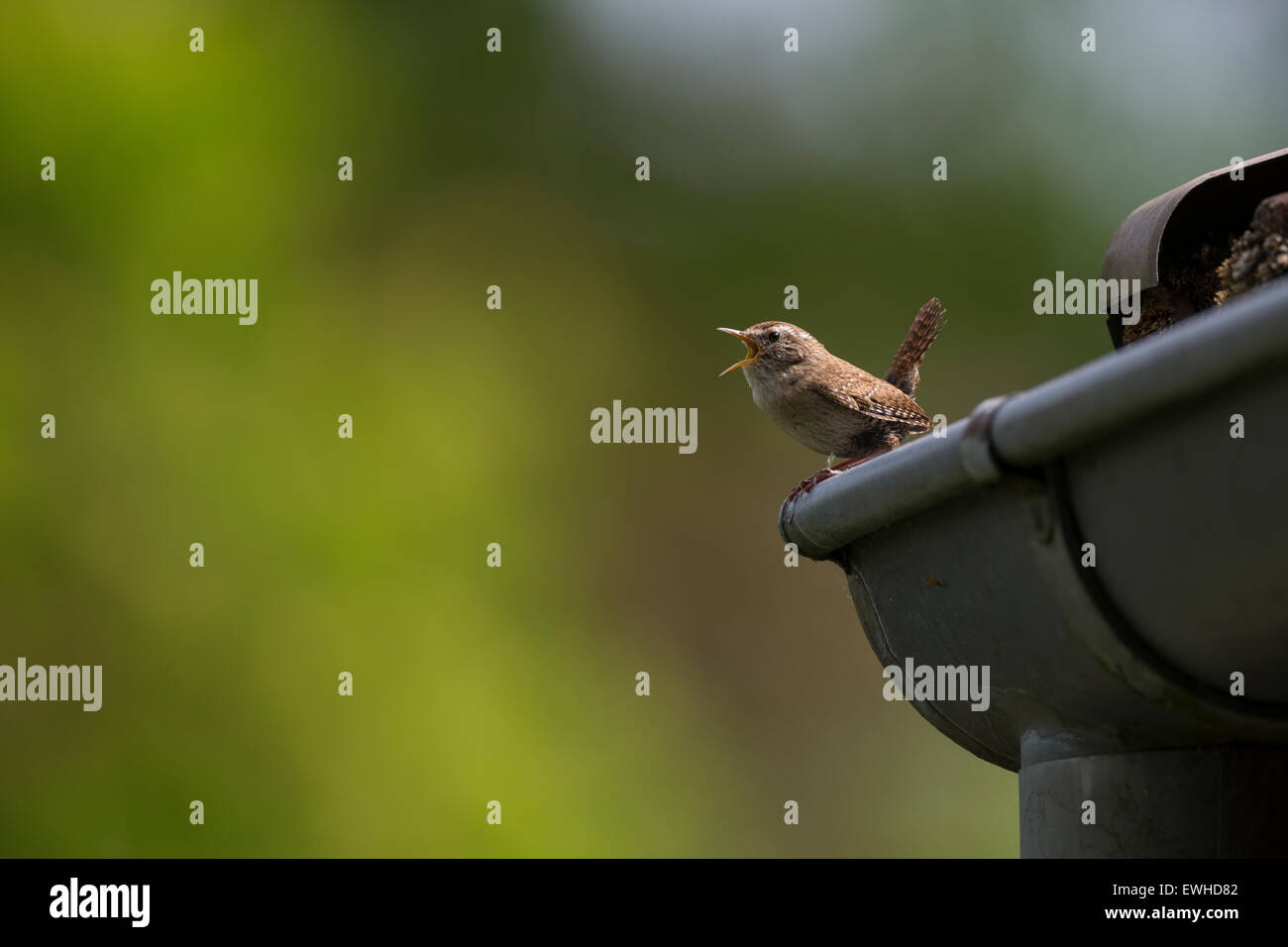 Troglodyte mignon, Zaunkönig, singend, Zaun-König, Troglodytes troglodytes Troglodyte mignon, le Banque D'Images