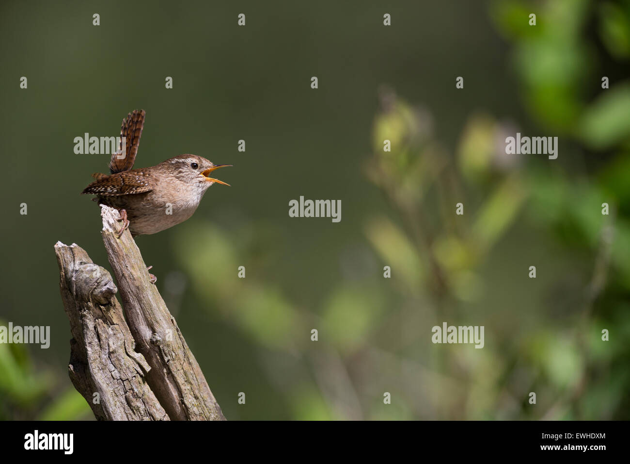 Troglodyte mignon, Zaunkönig, singend, Zaun-König, Troglodytes troglodytes Troglodyte mignon, le Banque D'Images