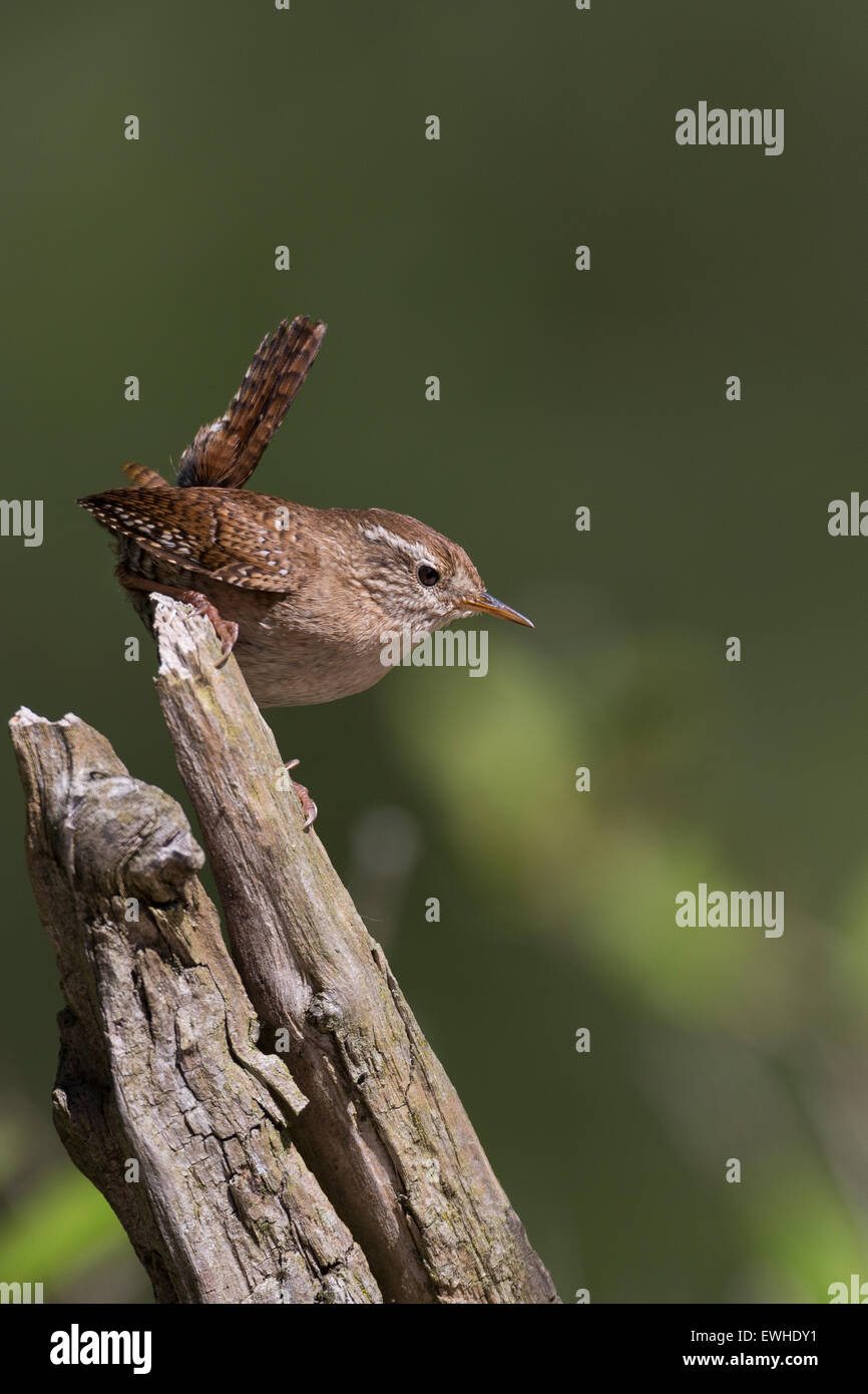 Troglodyte mignon, Zaunkönig, singend, Zaun-König, Troglodytes troglodytes Troglodyte mignon, le Banque D'Images