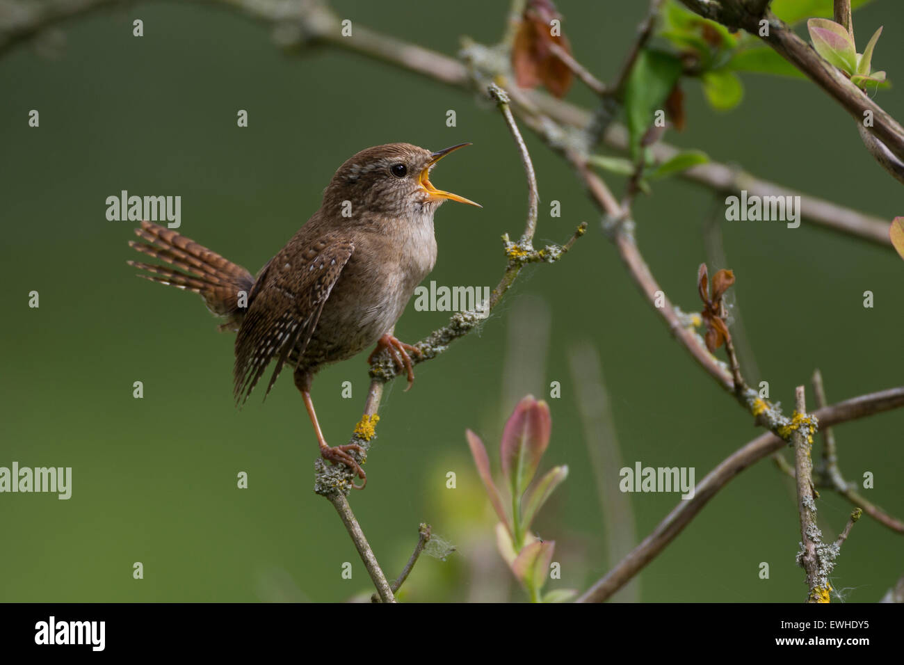 Troglodyte mignon, Zaunkönig, singend, Zaun-König, Troglodytes troglodytes Troglodyte mignon, le Banque D'Images
