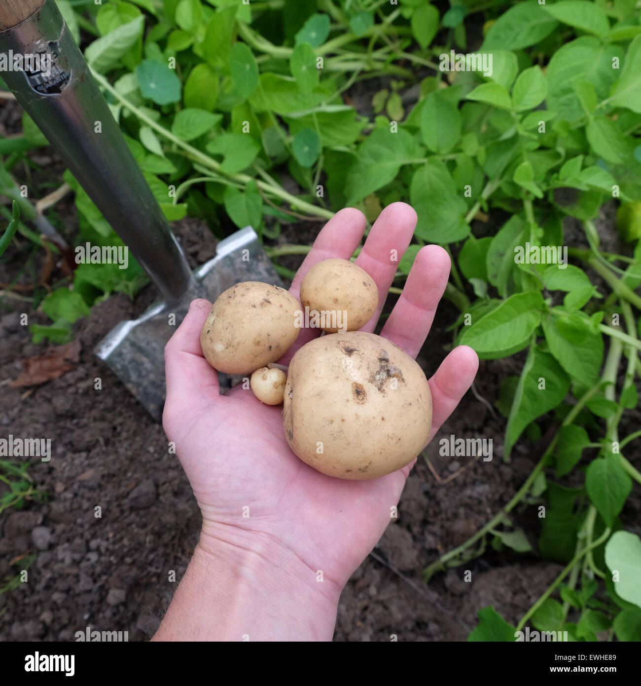 Titley, Herefordshire, UK - Juin 2015 - Un jardinier creuse sa première récolte de pommes de terre récolte précoce - aujourd'hui, cette variété est appelée Rocket et a une peau blanche à chair blanche. Banque D'Images
