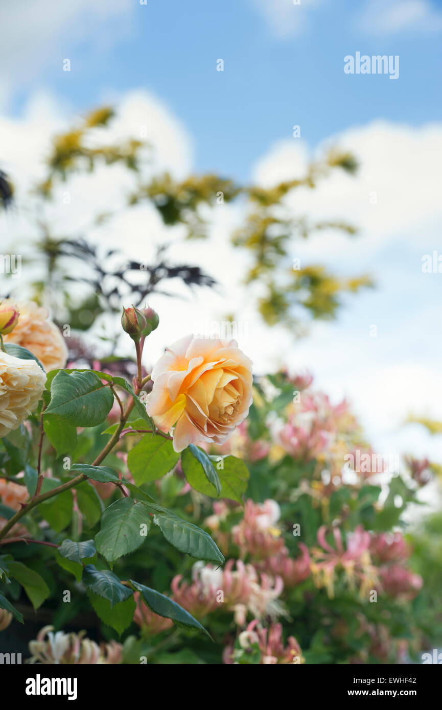 Rosa 'Crown Princess Margareta'. Anglais rosier grimpant contre le ciel bleu Banque D'Images