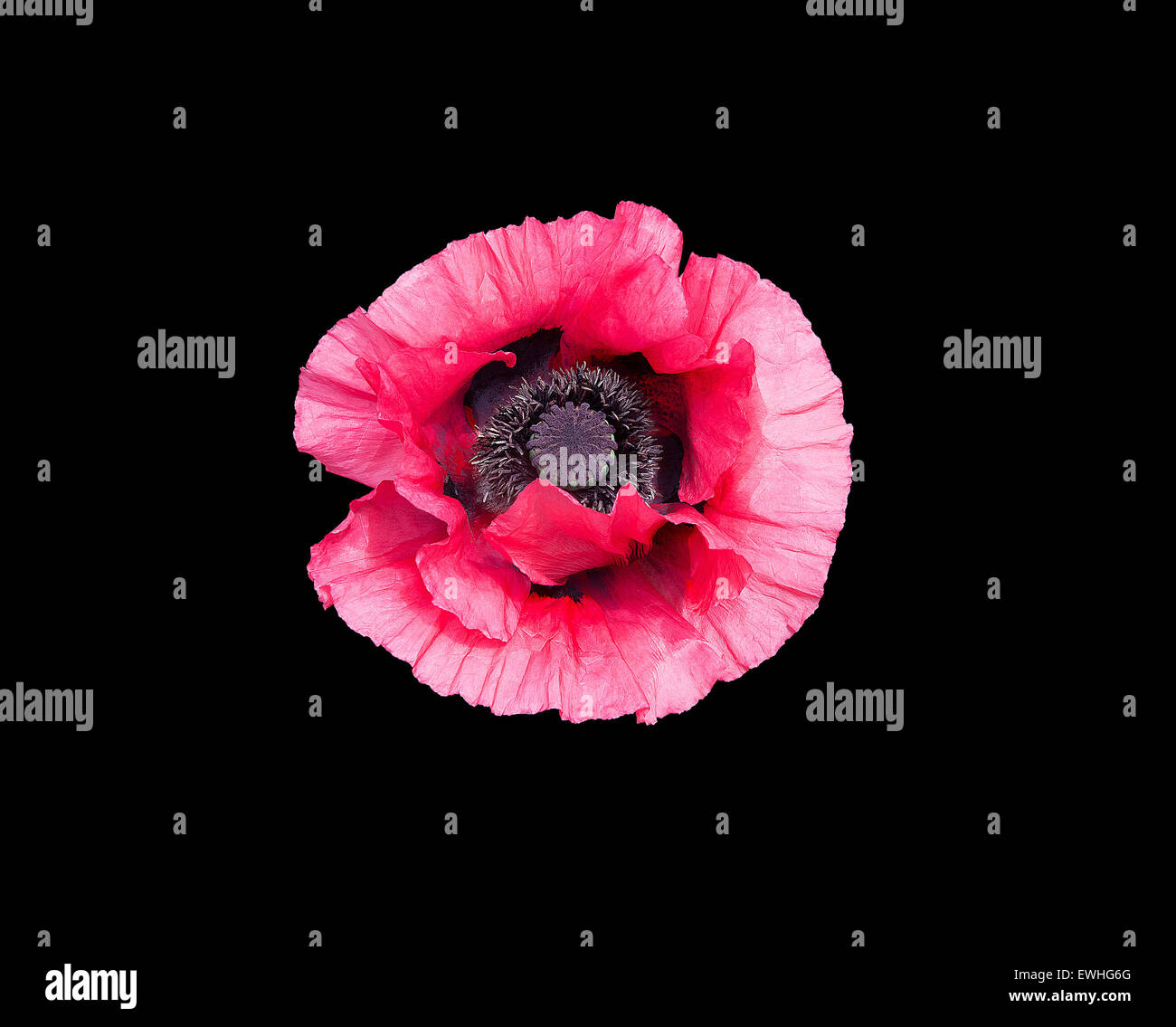 Rose fleur de pavot Papaver orientale avec des pistils noirs isolés Gros plan sur noir. Banque D'Images