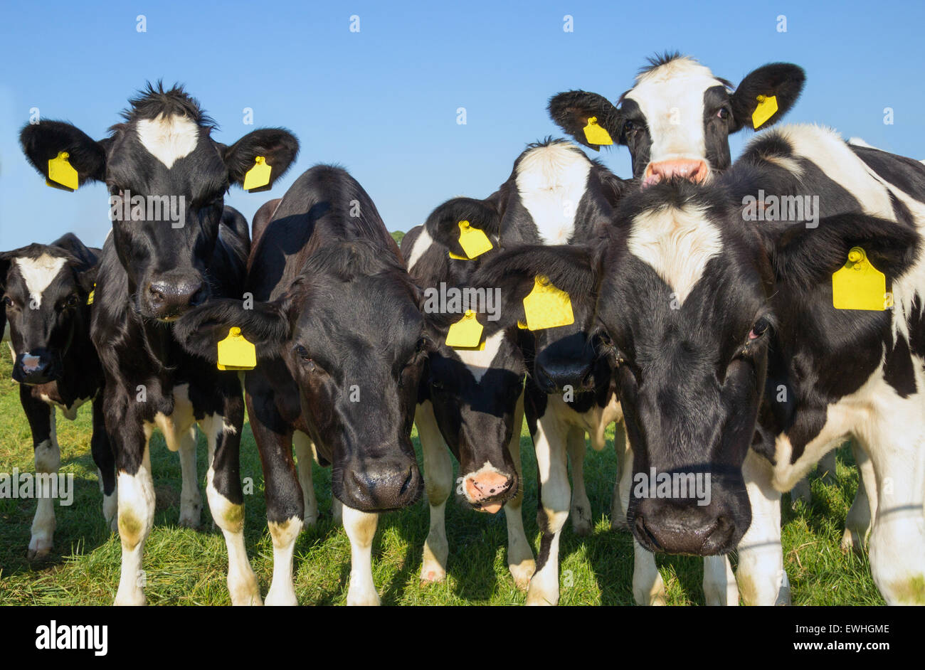 Les vaches en noir et blanc à la recherche dans l'appareil photo Banque D'Images