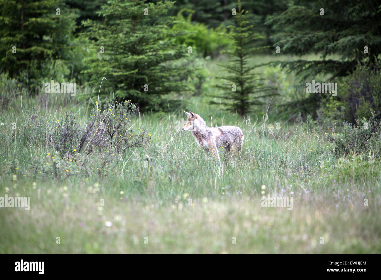 La chasse aux coyotes sauvages dans le parc national de Banff, Canada Banque D'Images