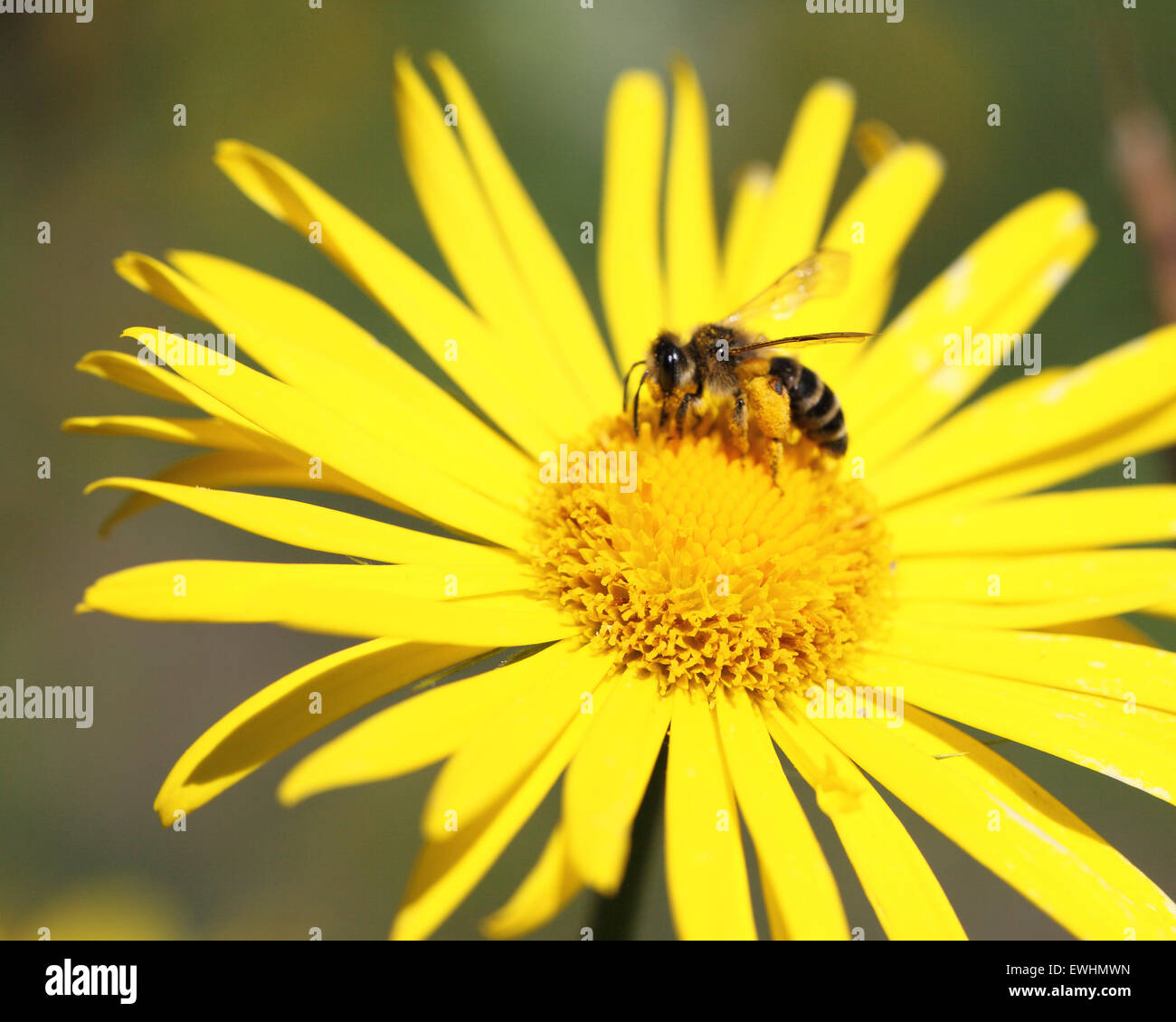 Marguerite jaune et d'une abeille sur elle Banque D'Images