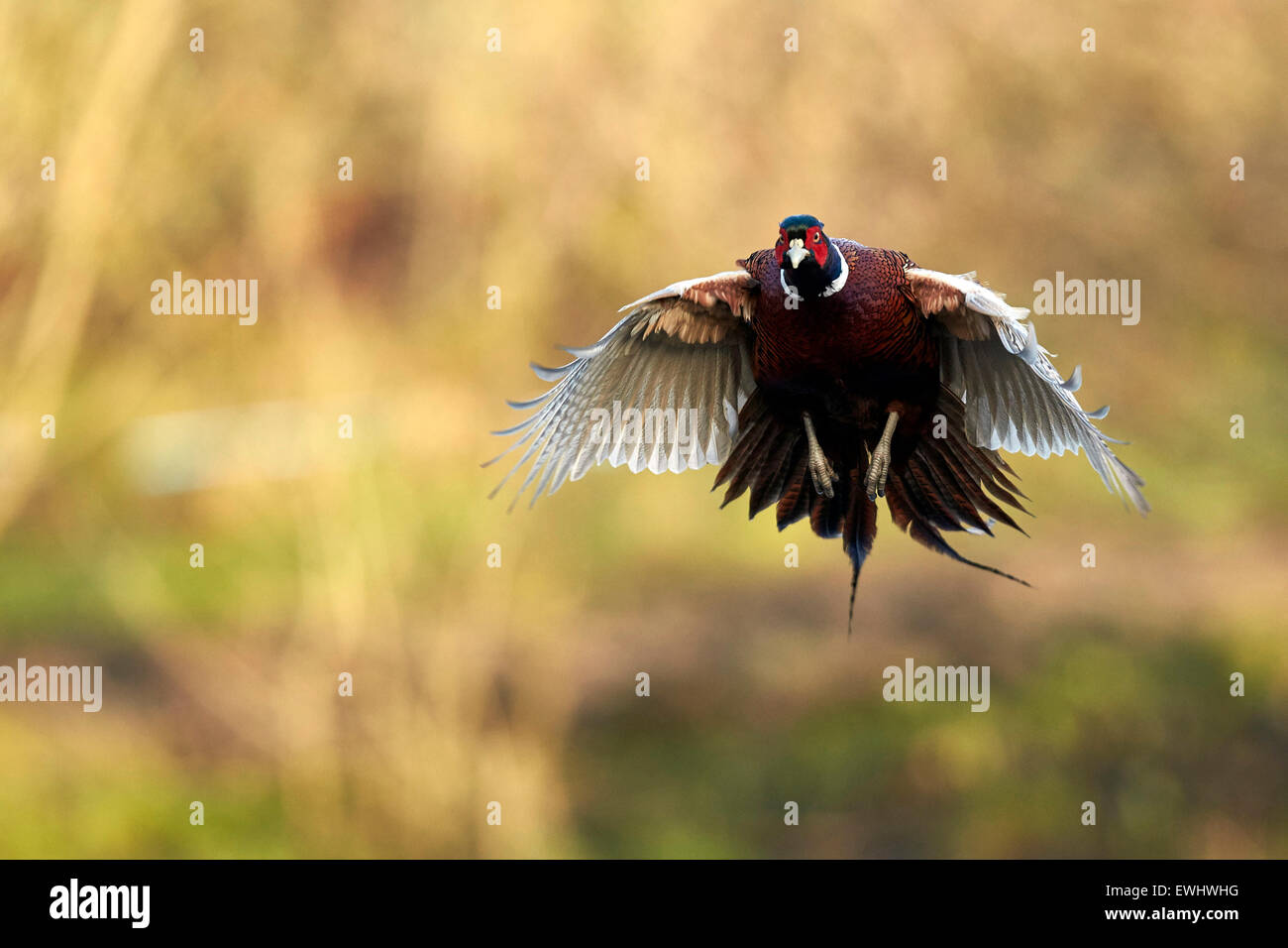 Coq faisan voler avec des ailes vers le bas vers la caméra dans la lumière du soleil du matin Banque D'Images
