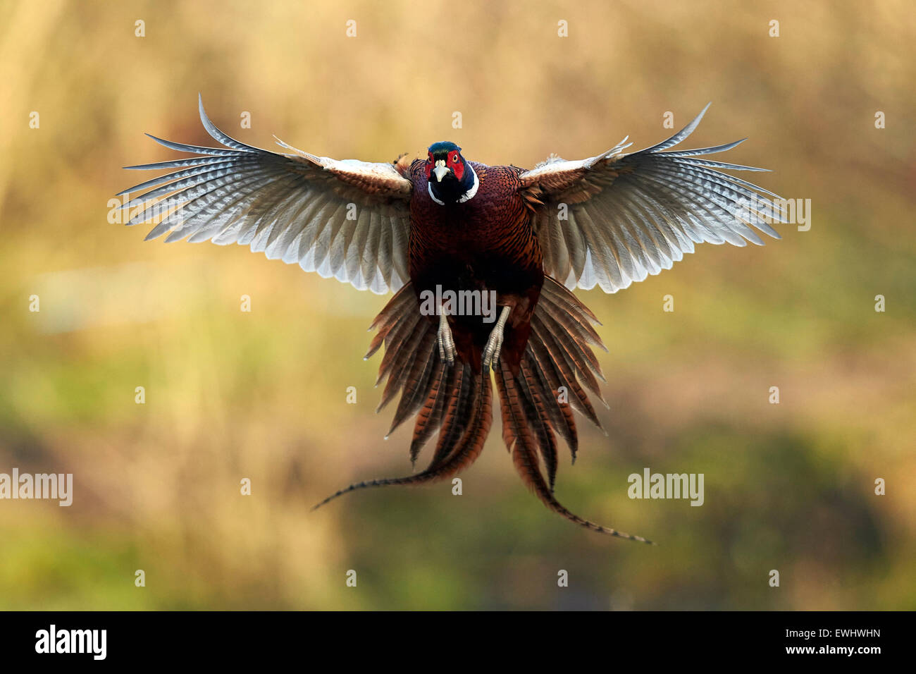 Coq faisan vol face à l'appareil photo, ailes étirés, dans la lumière du soleil du matin Banque D'Images