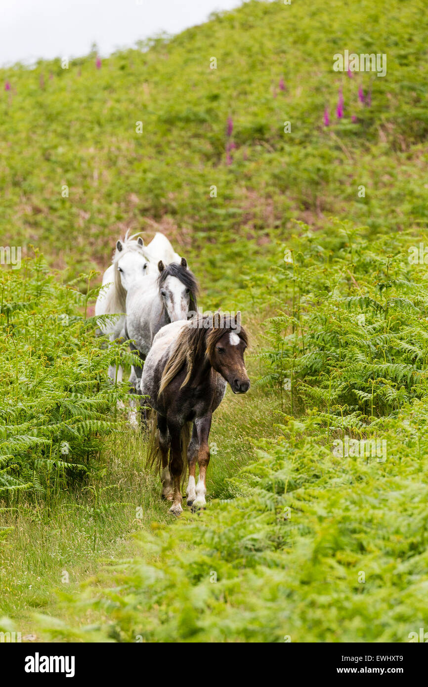 Itinérance libre chevaux sur une crête au-dessus de la Vallée des artistes dans Ceredigion Banque D'Images