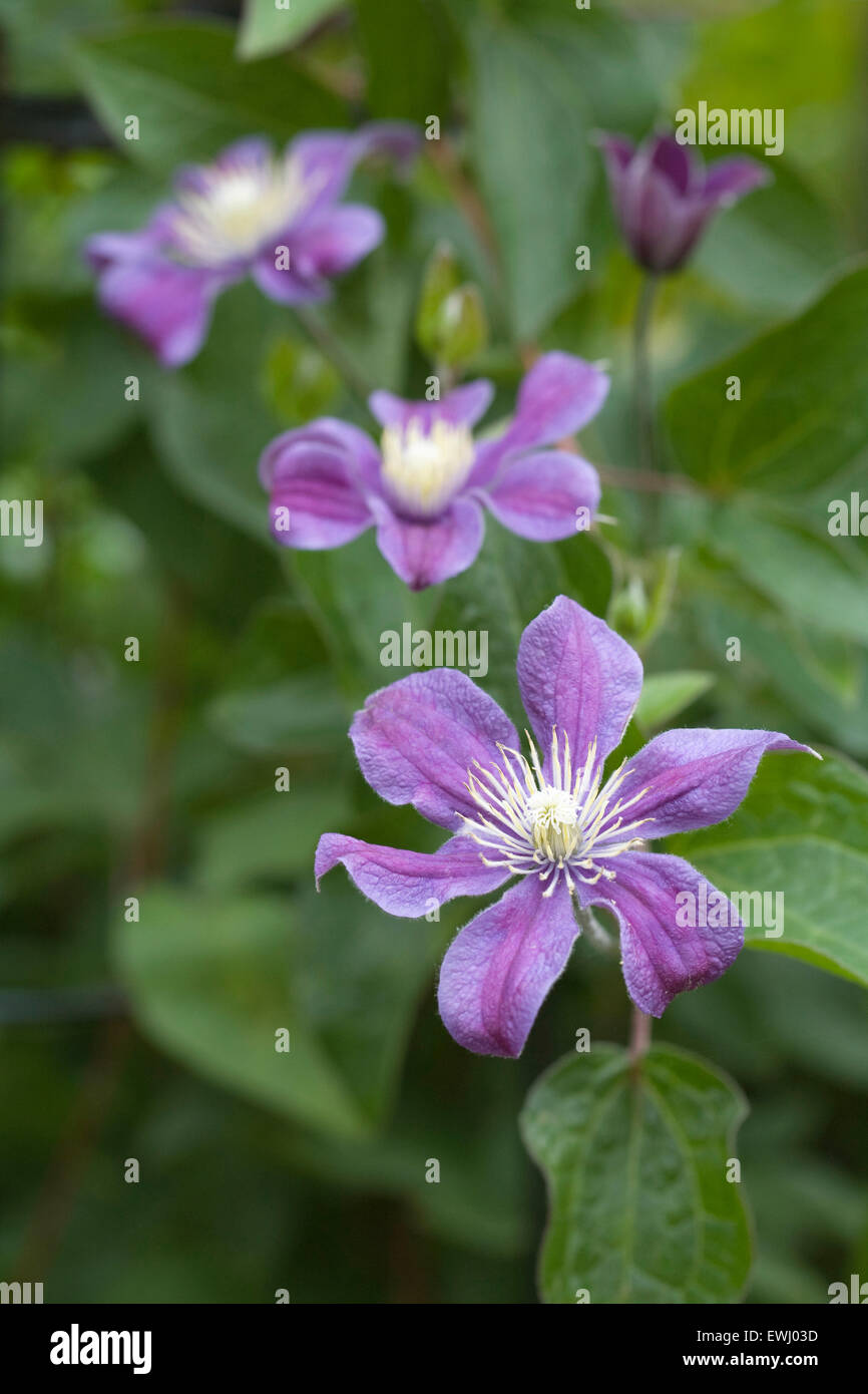 Clematis 'Arabella' dans un jardin anglais. Banque D'Images