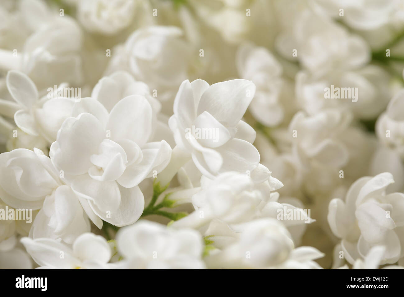 Macro photo de fleurs lilas blanc Banque D'Images