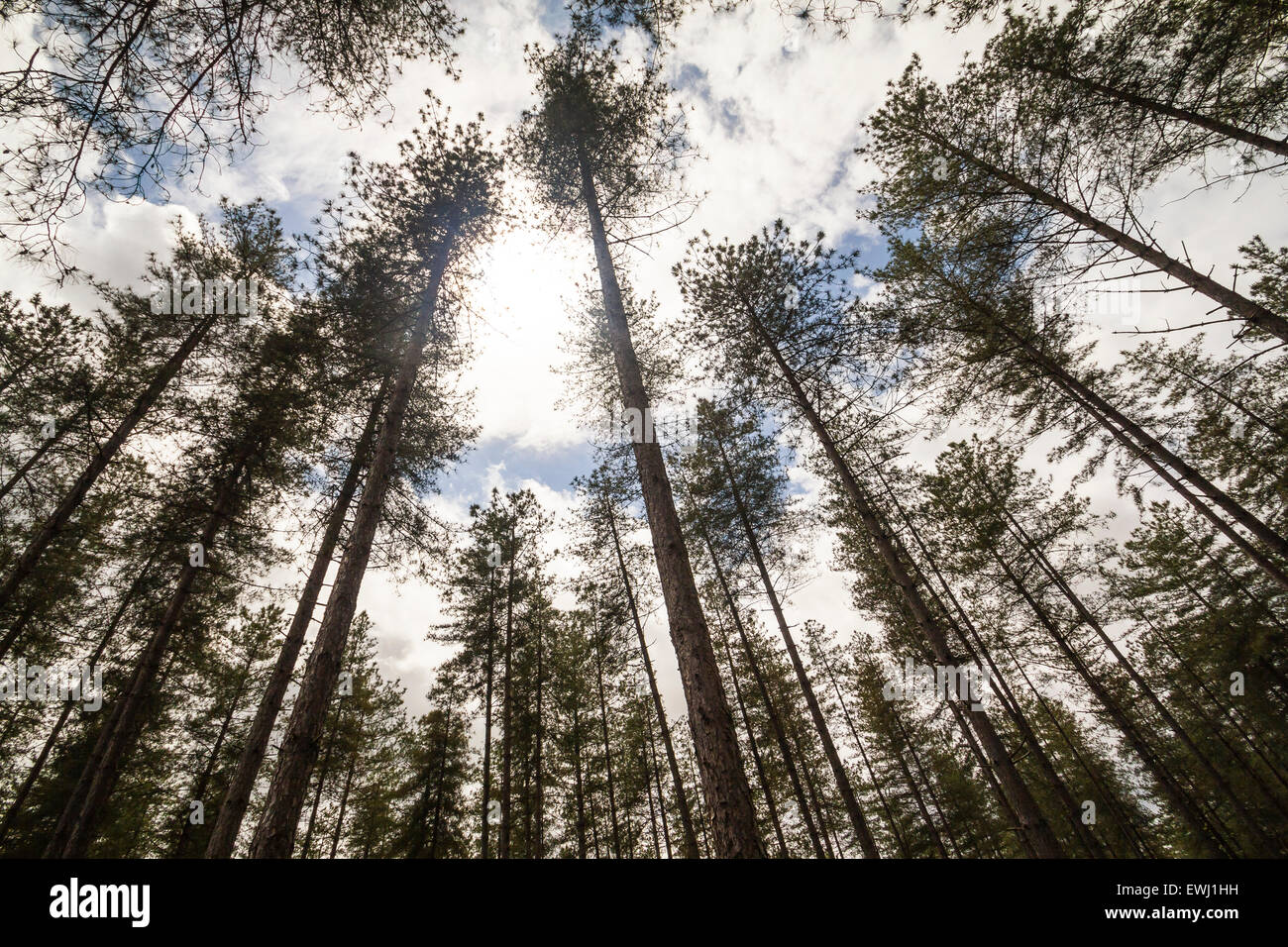 À la recherche pour le ciel, le soleil et les nuages dans une forêt sombre et effrayant. Banque D'Images