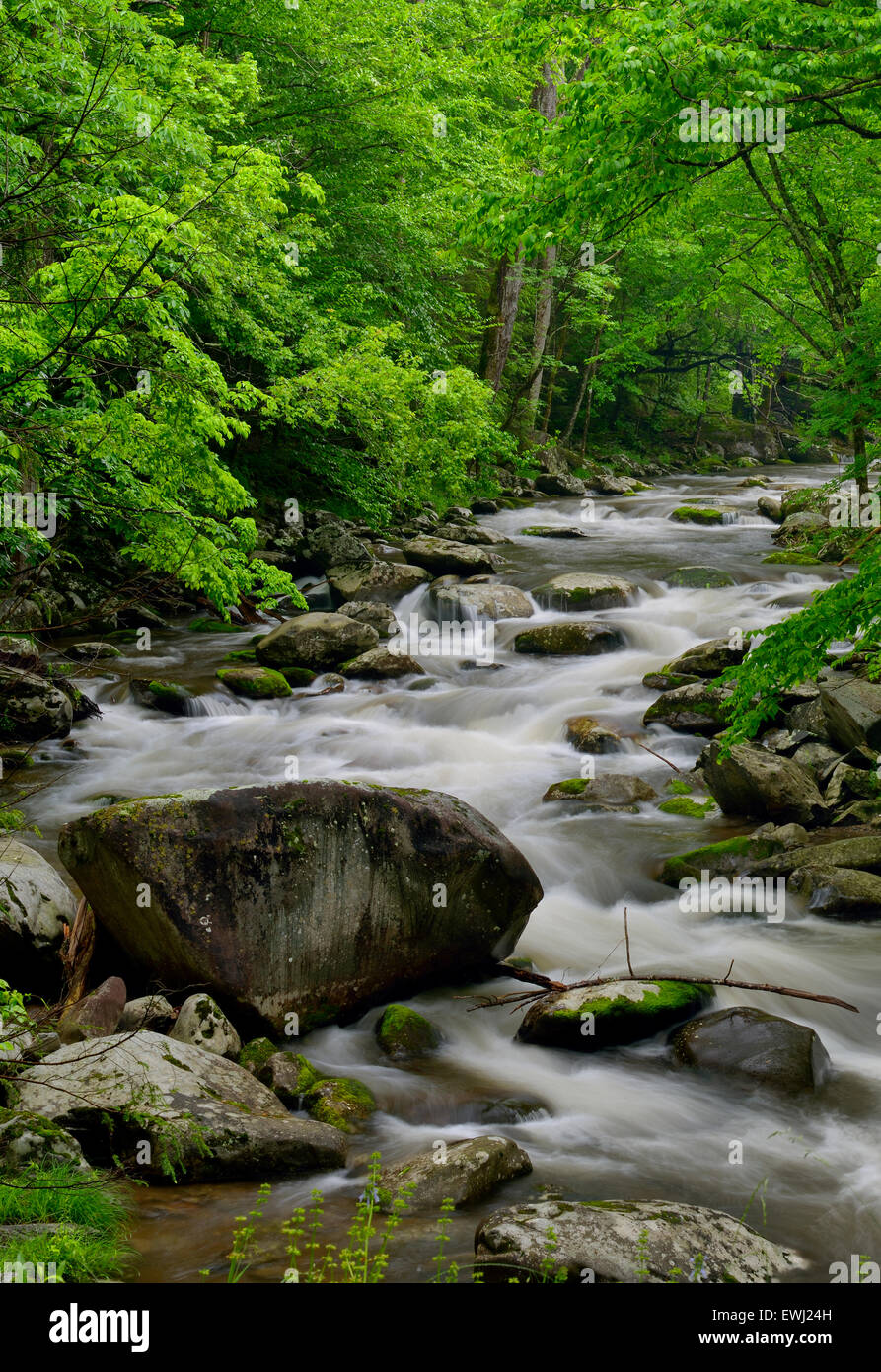 Grande Cascade dans la broche du milieu de la Petite Rivière Pigeon dans Tremont de Great Smoky Mountains National Park, California, USA Banque D'Images