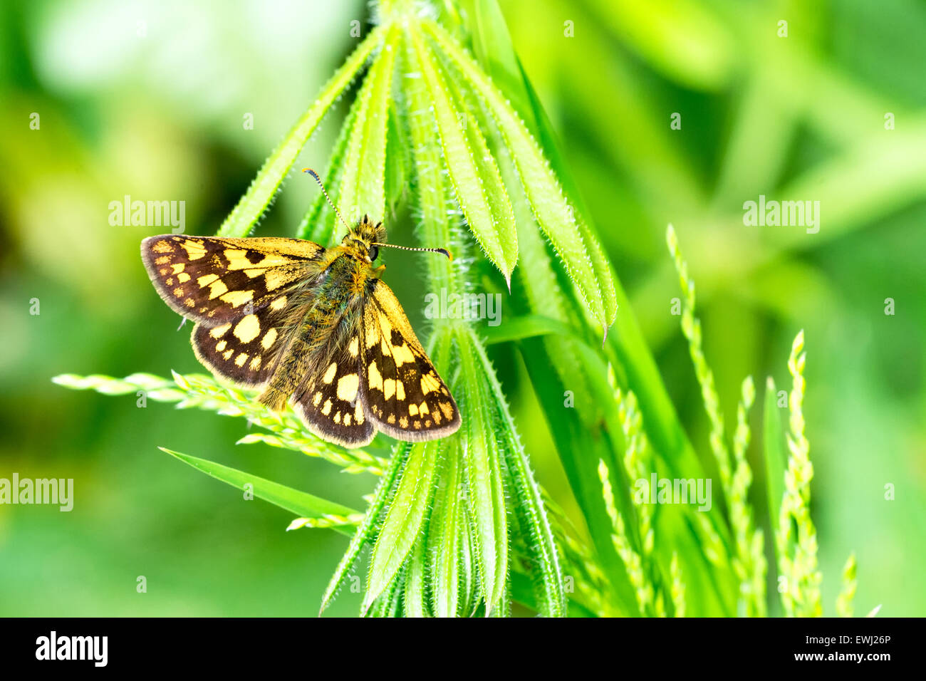 Papillon de couleur assis sur une plante verte. Banque D'Images