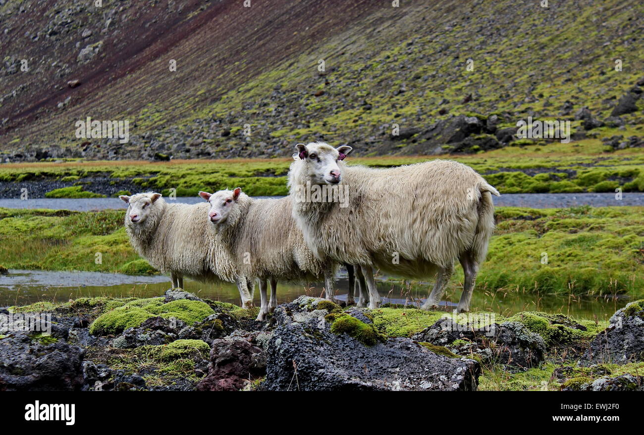 Moutons sur le champ de lave, de l'Islande Banque D'Images