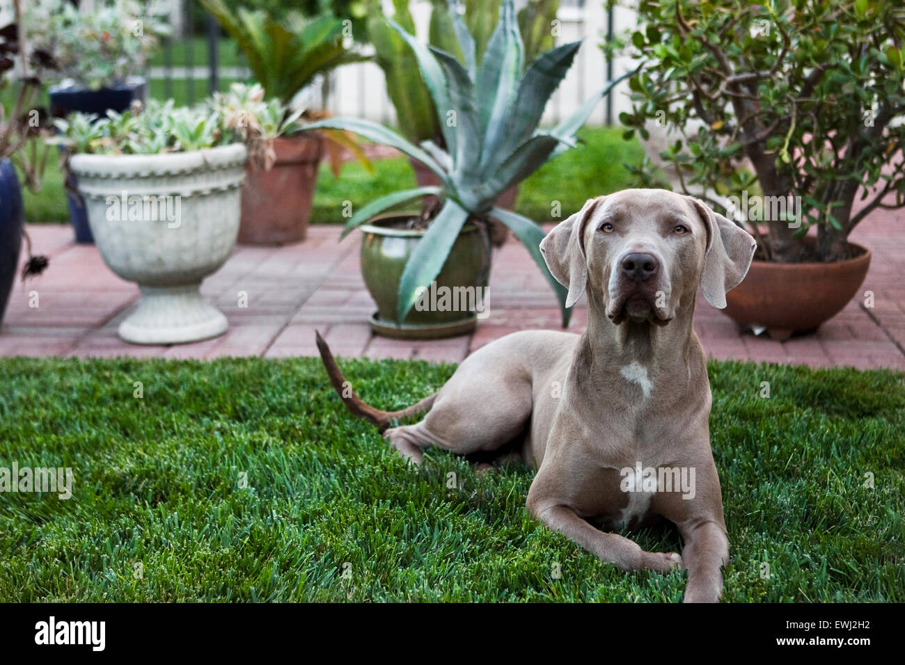 Chien braque de Regal fixant en arrière-cour luxuriante de l'herbe en face de plusieurs plantes en pot Banque D'Images Chien braque de Regal fixant en arrière-cour luxuriante de l'herbe en face de plusieurs plantes en pot Banque D'Images