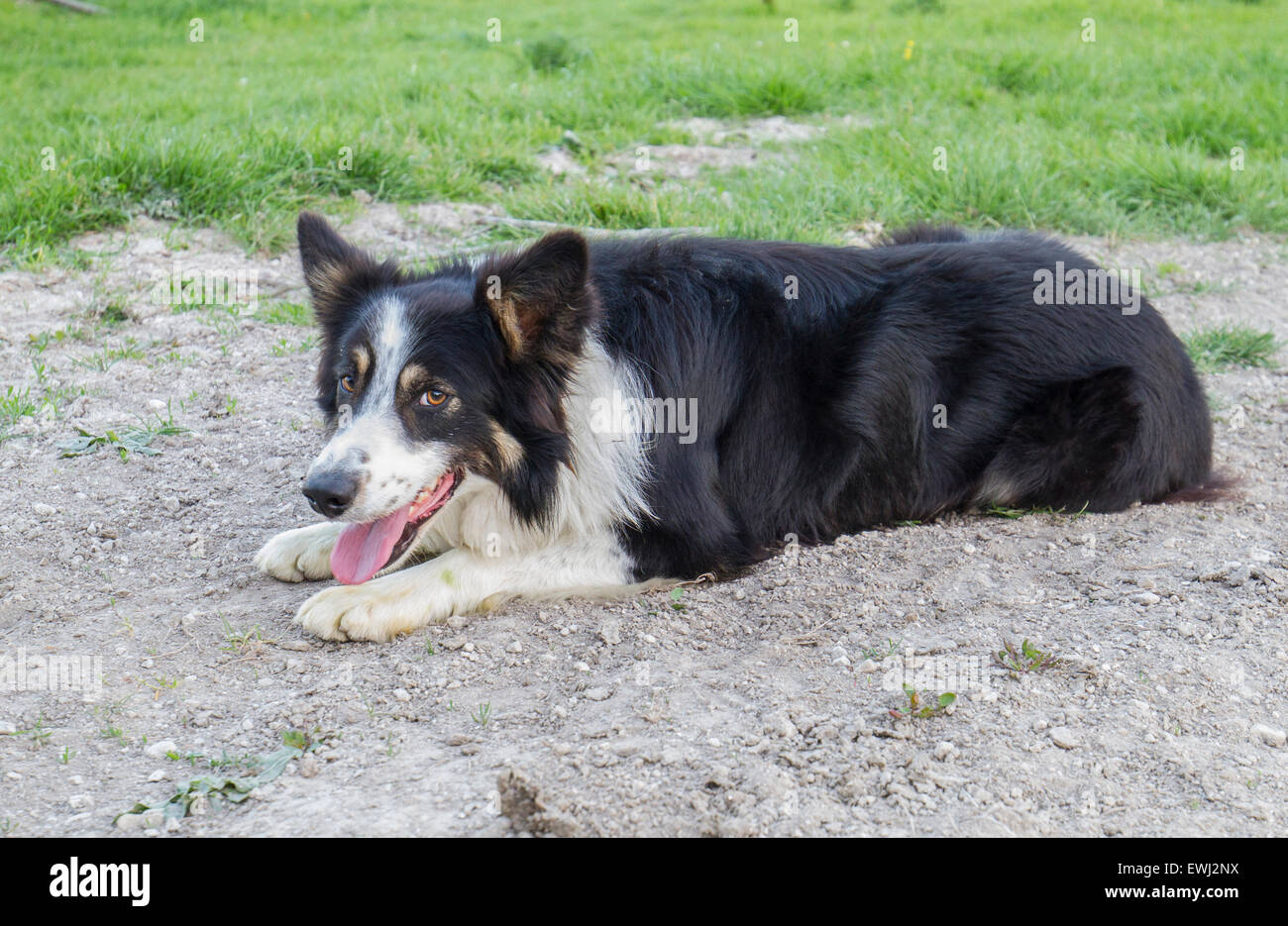 Border Collie chien de ferme dans le champ Banque D'Images