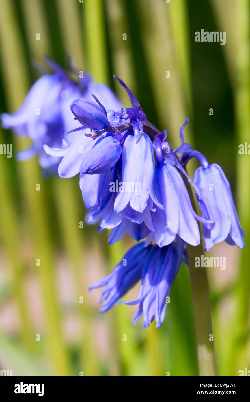 Floraison bleu fleur avec arrière-plan flou. Banque D'Images