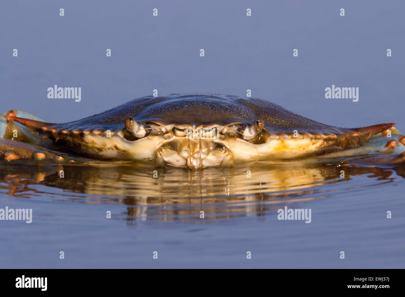 Crabe bleu de l'Atlantique (Callinectes sapidus) dans les eaux peu profondes du marais salé au lever du soleil, Galveston, Texas, États-Unis. Banque D'Images