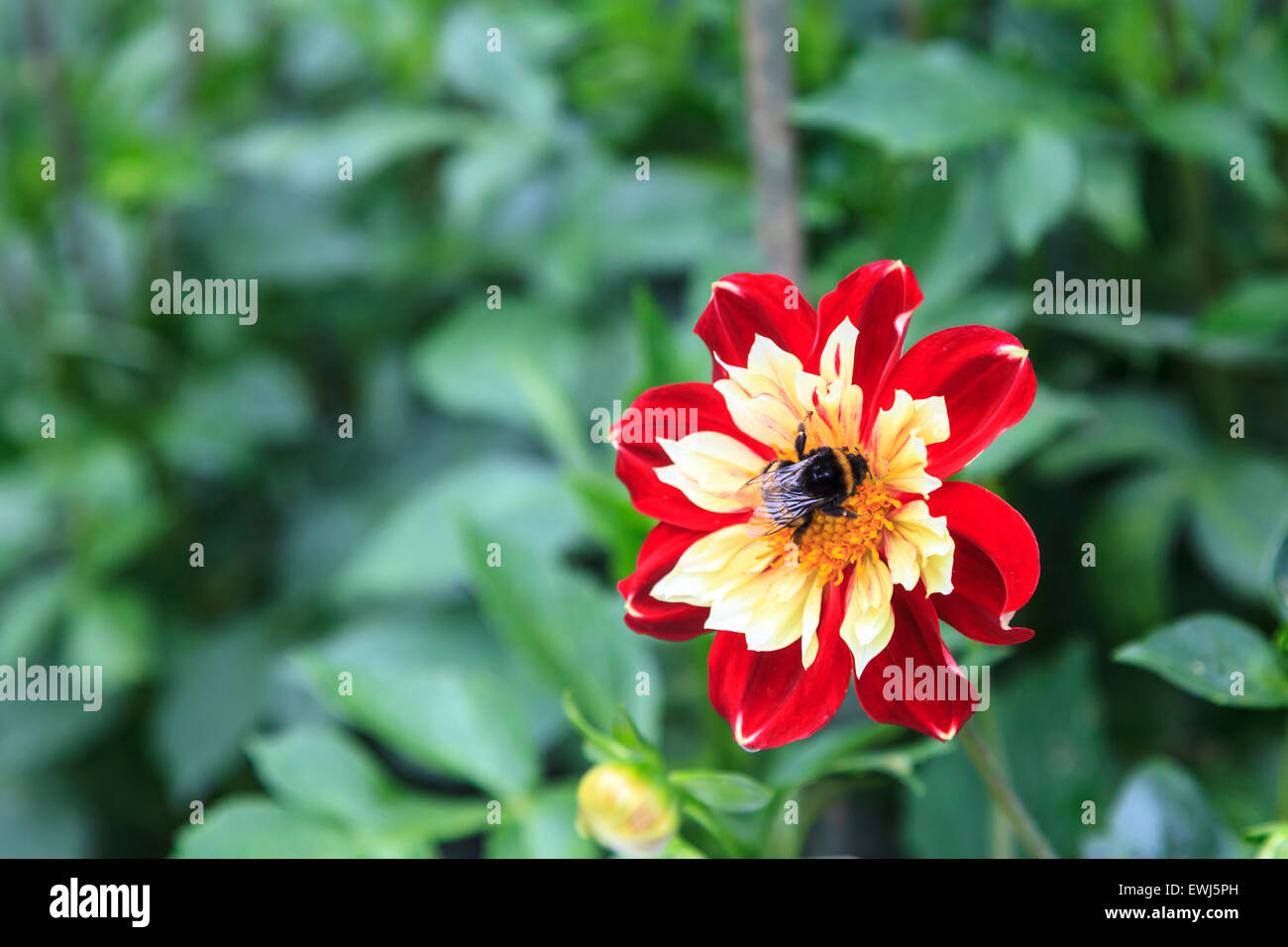 Dahlia fleur avec une abeille Banque D'Images