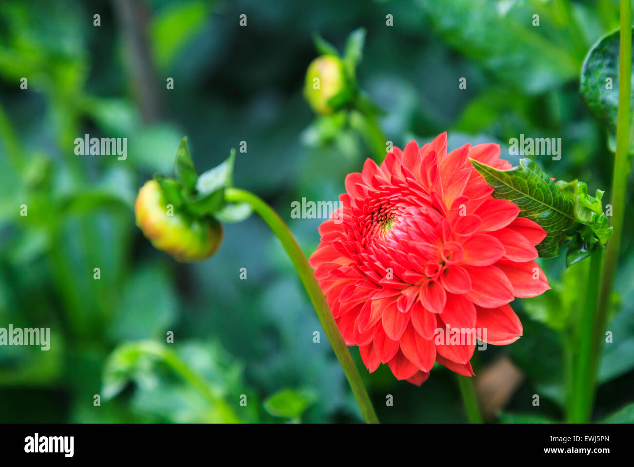 Fleur de Dahlia Banque D'Images