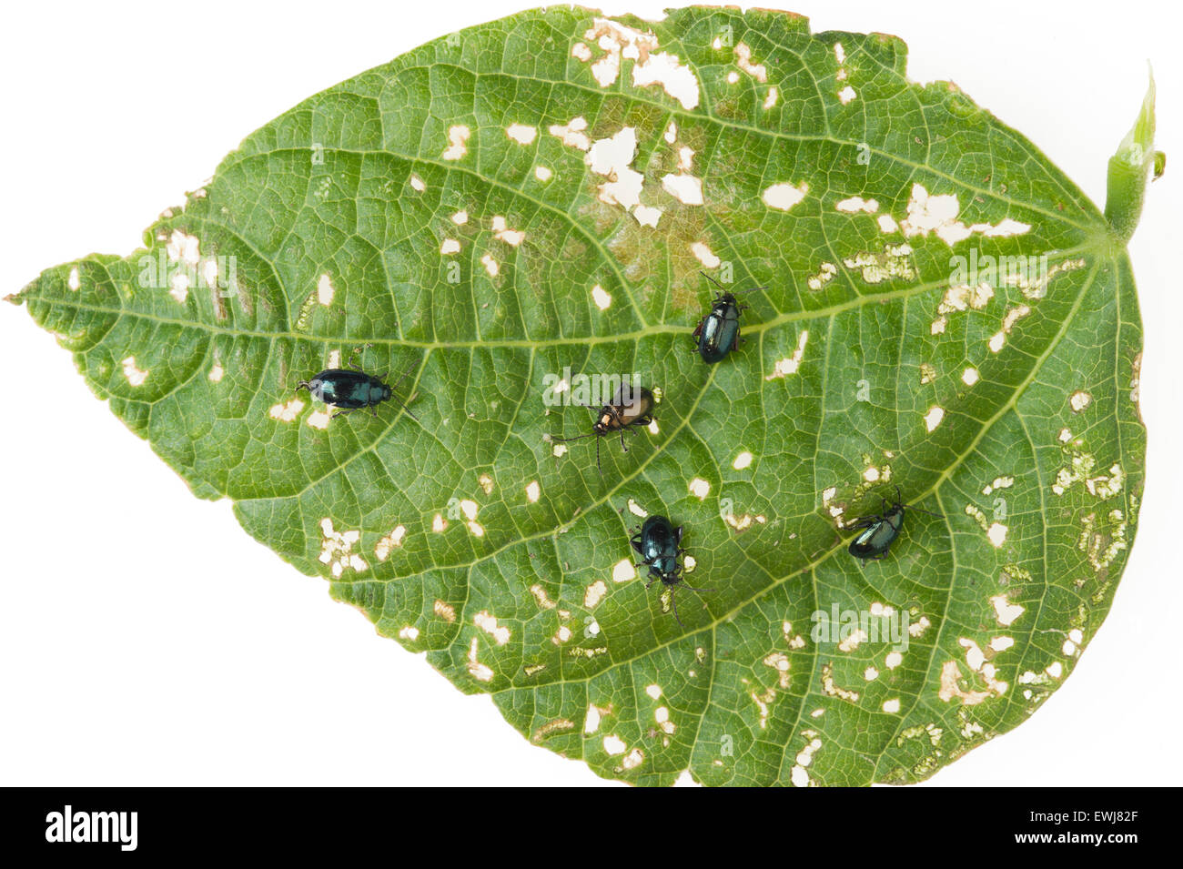Les coléoptères de puce métallique de l'Australie et les dommages aux feuilles de haricots Banque D'Images