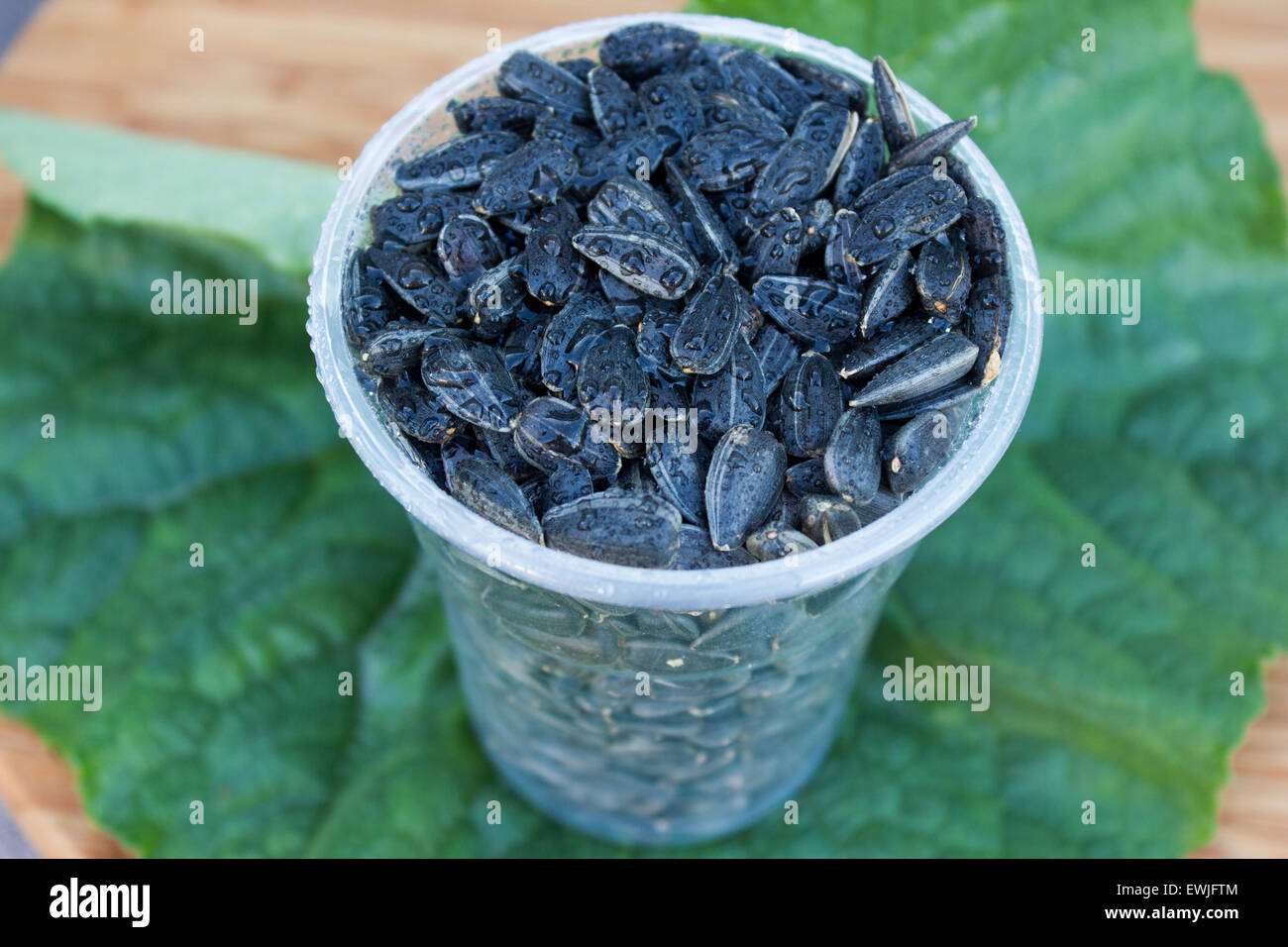 Dans un bol de graines de tournesol Banque D'Images