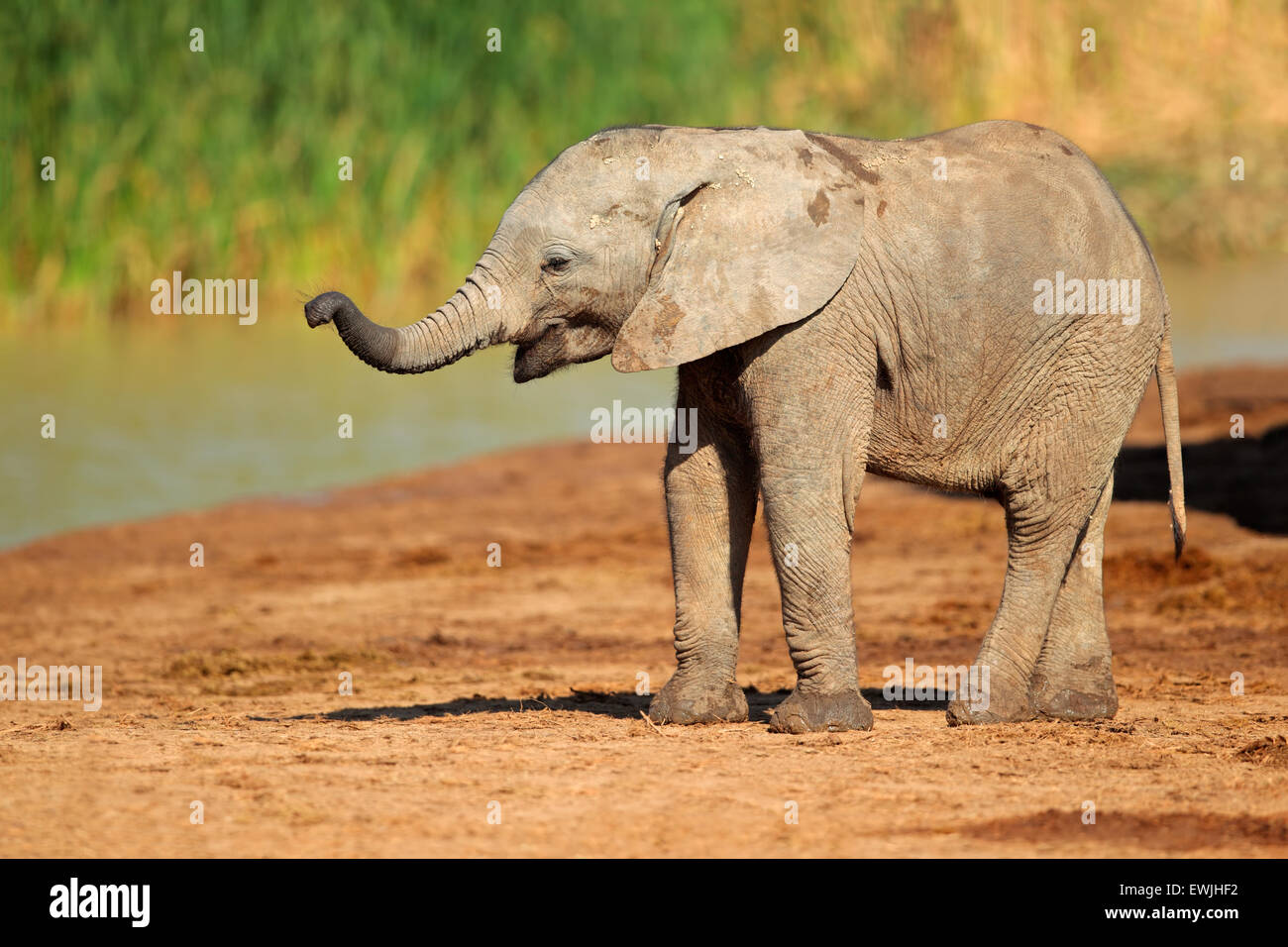 Un mignon bébé African elephant (Loxodonta africana), l'Addo Elephant National Park, Afrique du Sud Banque D'Images