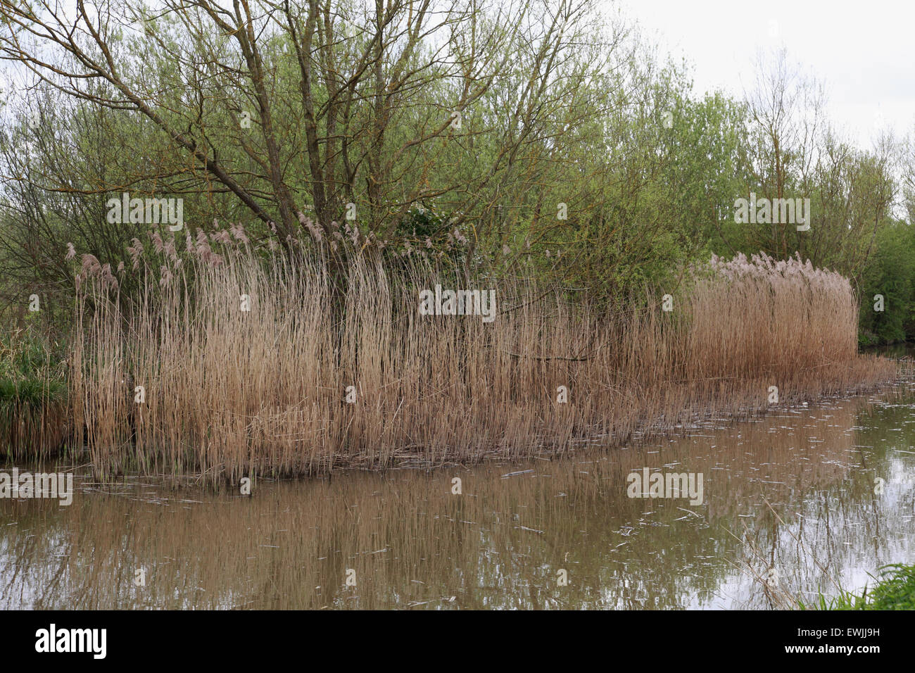 Une roselière sur le canal d'Oxford à Aynho. Trop de roselières ont un effet négatif sur l'utilisation du canal et son écologie Banque D'Images