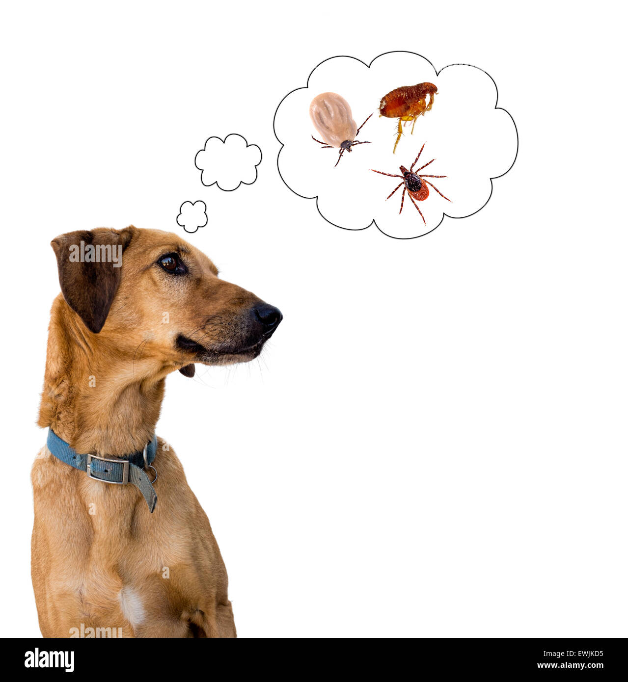 Chien de compagnie envisage d'insectes aux puces, tiques. Problème vétérinaire. Arrière-plan blanc. Banque D'Images