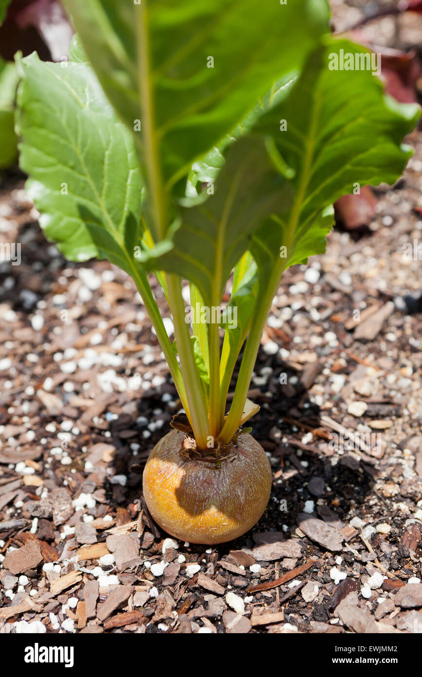 Boldor betterave en jardin (Beta vulgaris) - USA Banque D'Images