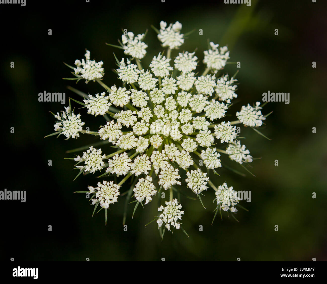 Fleurs de la berce du Caucase (Heracleum mantegazzianum) - USA Banque D'Images