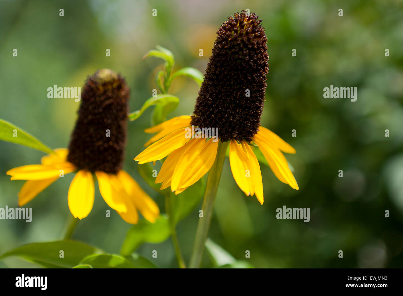 Great coneflower Rudbeckia (maxima) les oreilles de 'Dumbo' - USA Banque D'Images