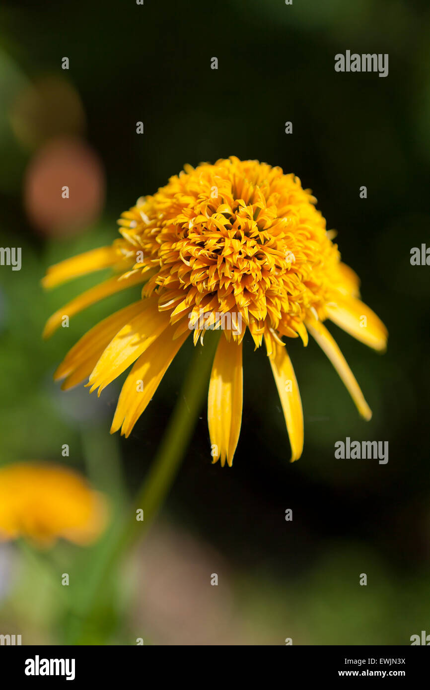 Échinacée (Echinacea paradoxa jaune) 'Secret' - USA Banque D'Images