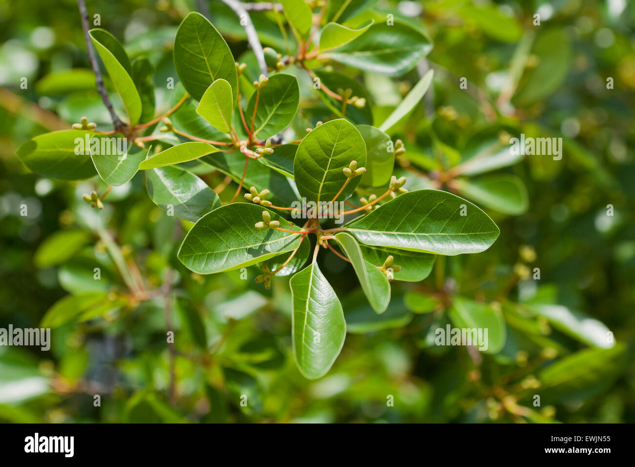 Arbre noir tupelo (Nyssa sylvatica) feuilles en été - Virginia USA Banque D'Images