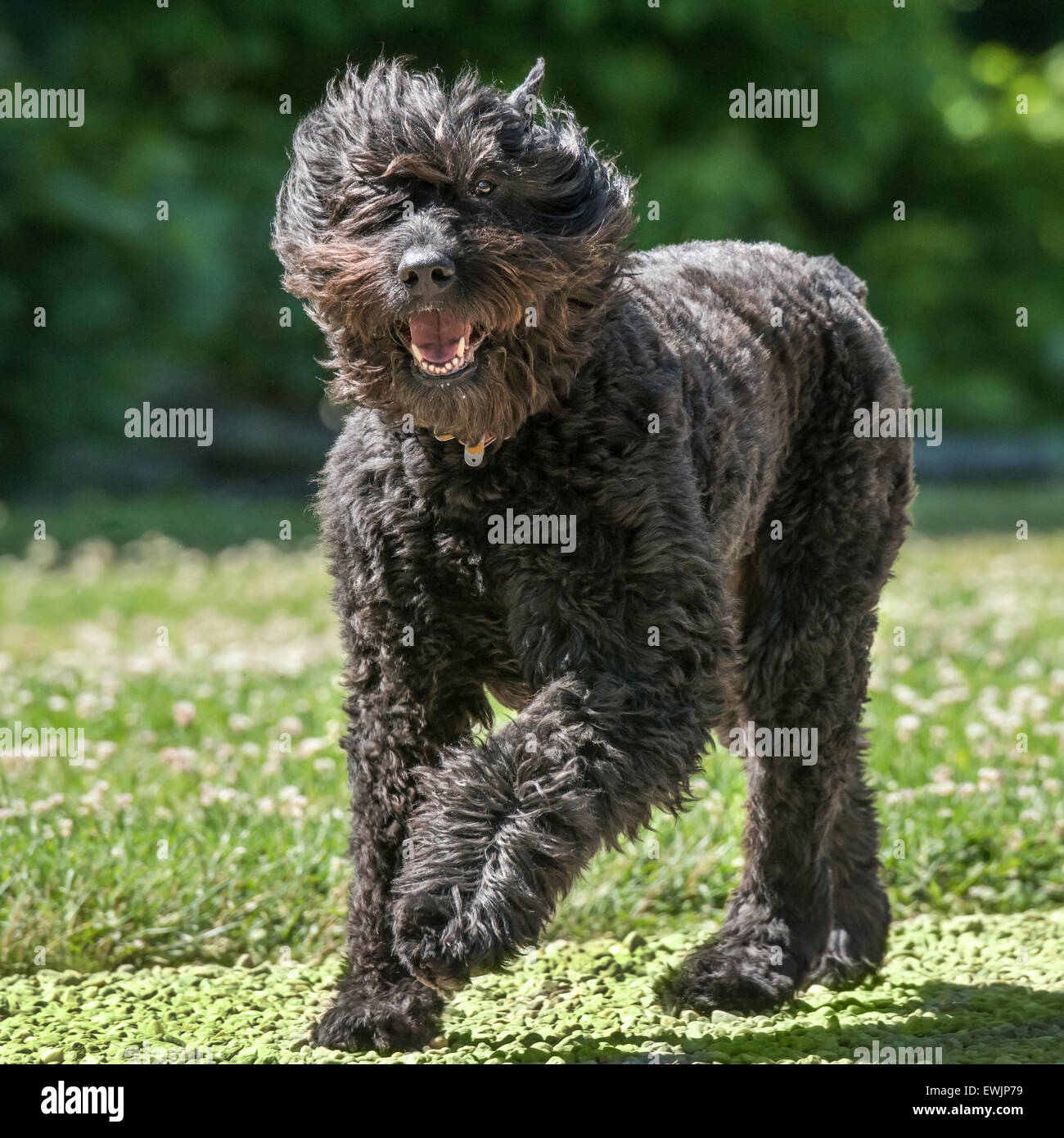 Bouvier des Flandres chien qui court Banque D'Images